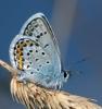 328074 – Photo : Pascale Guinchard – France (70)